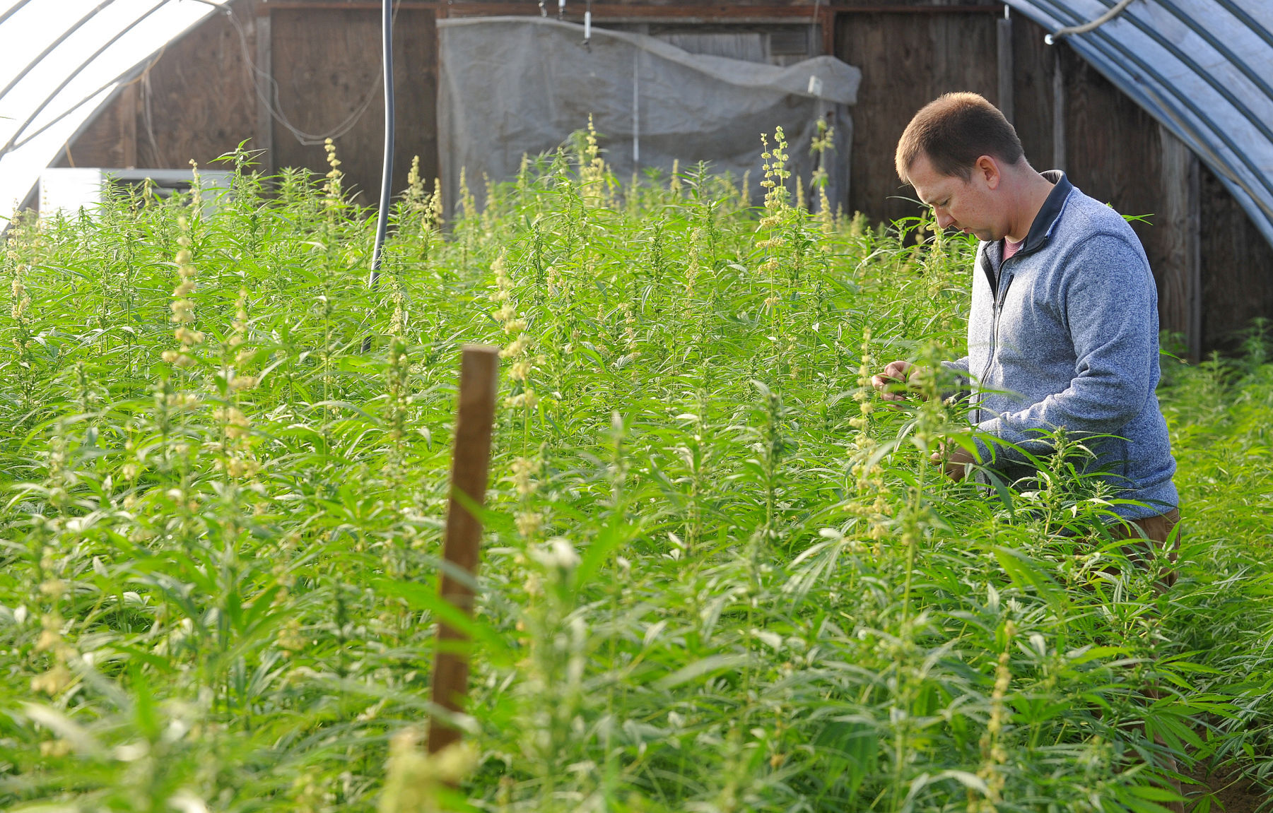 120520-qc-nws-hemp-123
